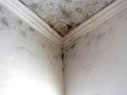 Why You Should Choose Our Mold Remediation Services in Chisago City, MN